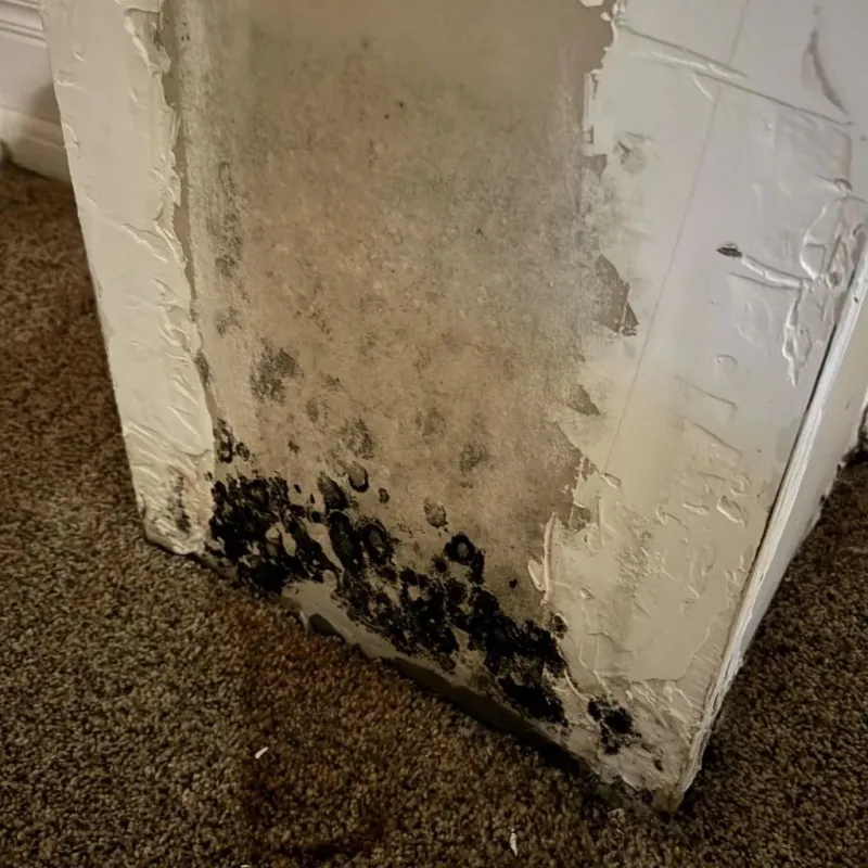 Professional Mold Removal in Northridge, CA
